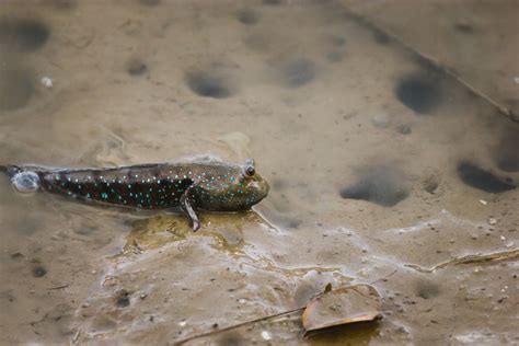 Digging For Mudfish – Society for the Protection of Nature in Lebanon