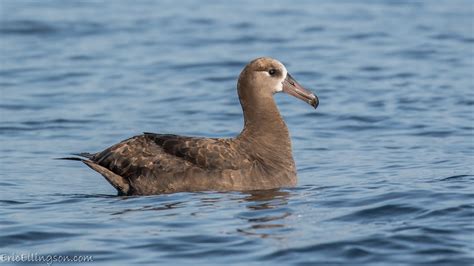 Black-footed Albatross | This large seabird has a wingspan o… | Flickr