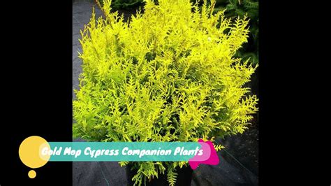 Gold Mop Cypress Companion Plants - Here is the List(Info) - YouTube