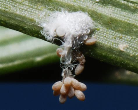 Issues in Aphid Biology: Aphid Eggs: Biology and Morphology