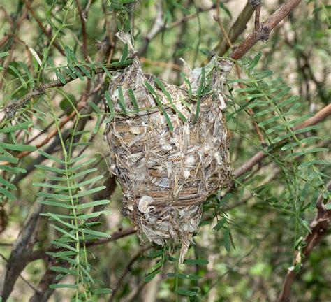 Bell's Vireo Nest - Stock Image - C040/1718 - Science Photo Library