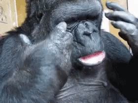 Cry Bad Koko GIF - Cry Bad Koko Gorilla - GIF'leri Keşfedin ve Paylaşın