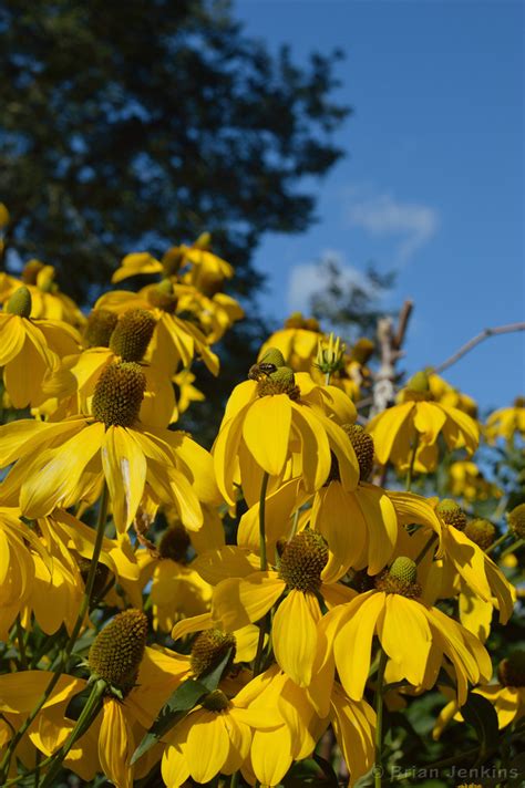 Sheffield Botanical Gardens | Sheffield Botanical Gardens. S… | Flickr