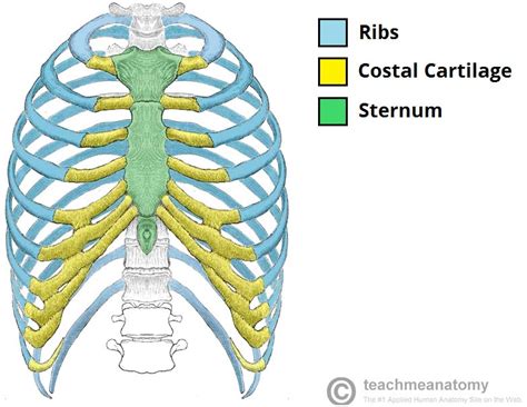 The Thorax - TeachMeAnatomy