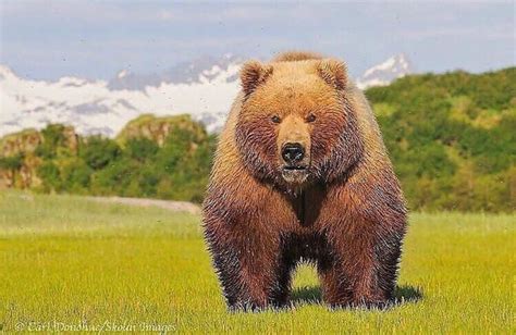 This is a very beefy kodiak Bear! The second largest bear only being ...