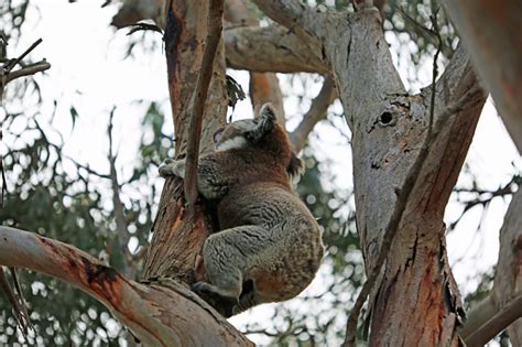 Koala Climbing Up The Tree Stock Photo - Download Image Now - iStock