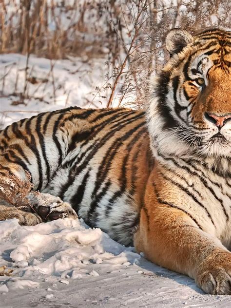 Siberian Tiger: History, Facts, Size, Habitat, Classification & Much ...