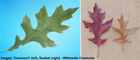 Pin Oak: Leaves, Bark, Fruit (Acorn): Pictures, Identification and ...