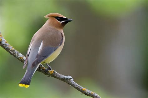 Cedar Waxwing Facts, Habitat, Diet, Life Cycle, Baby, Pictures