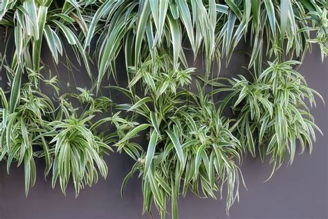 Spider plant: profile, growth habit & types - Plantura