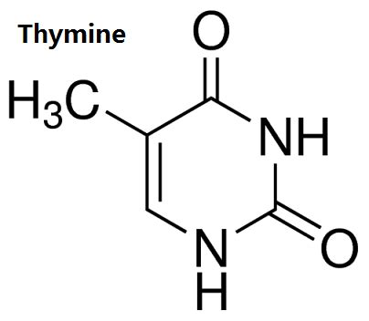 Thymine CAS#: 65-71-4