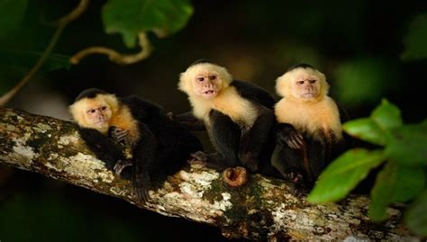 Panamanian White-Faced Capuchin Facts, Habitat and Information