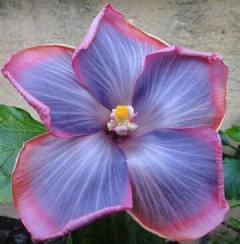 Hibiscus Seeds – Page 7 – Toadstool Seeds