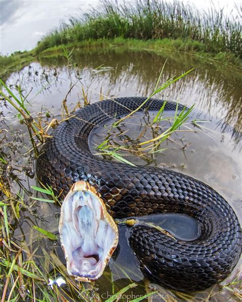 Cottonmouth Water Moccasin | Nature animals, Types of crocodiles, Snake