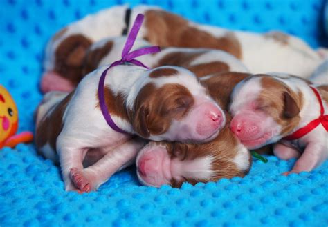 Irish Red and White Setter puppies - Tiermarkt.net