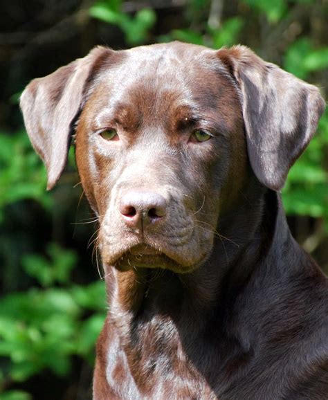 Chocolate Lab - Your Guide To The Chocolate Labrador Retriever