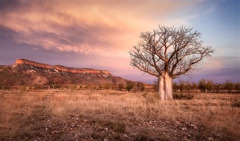 How did the iconic boab tree get to Australia?