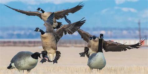 Advanced Tactics for Geese