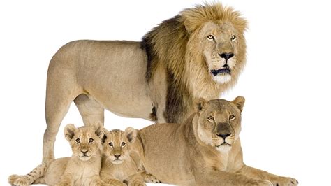 A Prideful Family, lion cubs, lion pride, lioness, lion, lions, HD ...