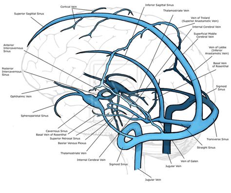 Anatomy Of Cerebral Venous System The Figure Was Reproduced With ...