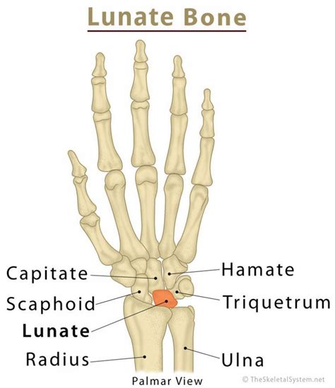 Lunate Bone: Definition, Location, Anatomy, Function, Diagram | The ...