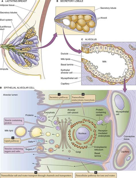 Mammary Gland Diagram