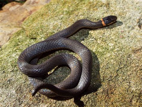 Ringneck Snake Facts and Pictures