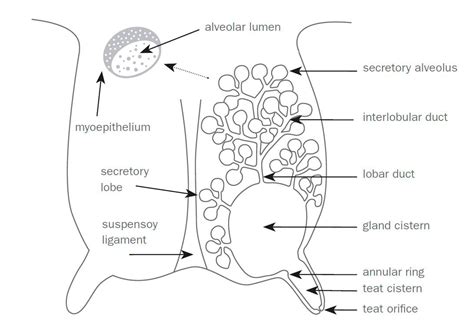 Sheep and goat udders: understanding the basics of anatomy & physiology