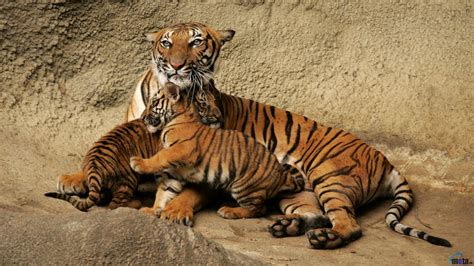 🔥 Free Download Wallpaper Bengal Tiger With Cubs X Desktop by ...