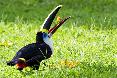 Toucan in the Amazon | Follow Your Nose