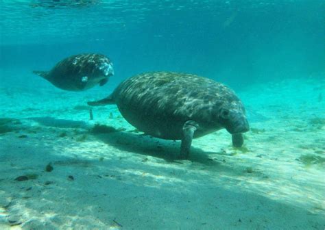 Manatee Behavior - AnimalBehaviorCorner