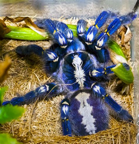 Poecilotheria metallica | Poecilotheria metallica, Rare animals, Tarantula