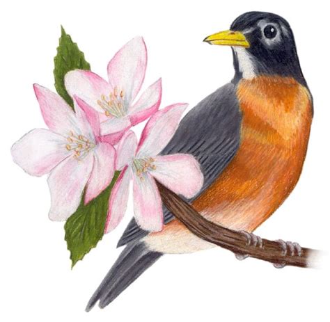 Michigan State Bird and Flower: American Robin / Turdus migratorius ...