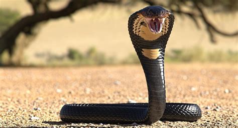 Serpiente cobra real catalogada venenosa escapó de un Zoológico