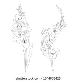 Black White Lineart Image Flower Gladiolus Stock Vector (Royalty Free ...