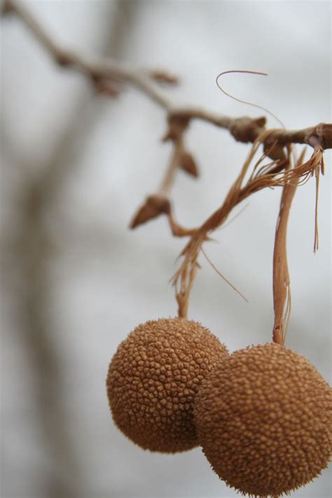 Sycamore seed pods. in 2020 | Seed pods, Tree seeds, Seeds