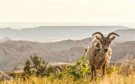 11 Spectacular Things to Do in Badlands National Park