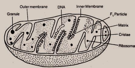 Make a large diagram of a mitochondrion Add annotations to your diagram ...