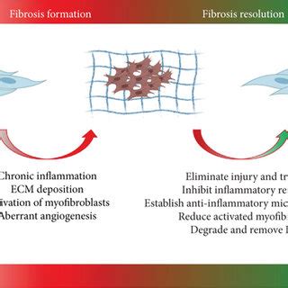 Antifibrotic strategies. Based on the mechanism of fibrosis formation ...