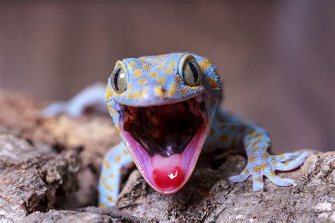 Top 10: Totally gorgeous geckos | Film and Photo | Earth Touch News