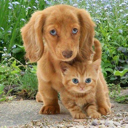 Bigger cousin. Puppy protecting kitten (=^･^=) | Cute animals, Kittens ...