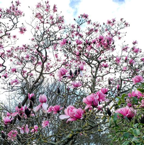 SF Annual Magnolia Bloom in San Francisco at San Francisco