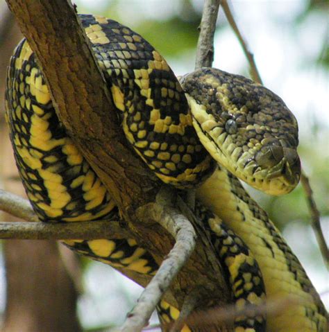 Australian Carpet Python by Jeanie Dickie | Animals, Lizard, Dickies