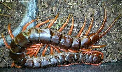 Scolopendra subspinipes (Pics) | Arachnoboards