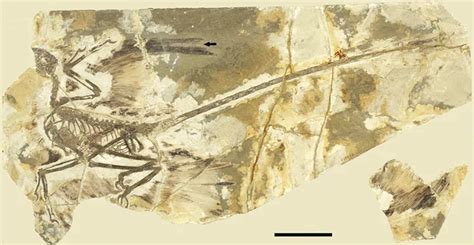 Rarity of Molt Evidence in Feathered Dinosaurs Suggests Annual Molt ...