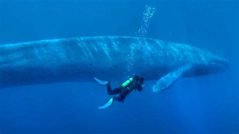 Curiosidades de la ballena azul que debes saber