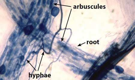 Glomeromycota: Definition, Characteristics, Structure, Reproduction ...