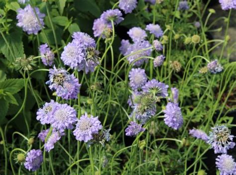 Scabiosa Butterfly Blue