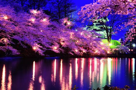 Lumegram | 28 Most Excellent Cherry Blossom Night Wallpaper Free Download