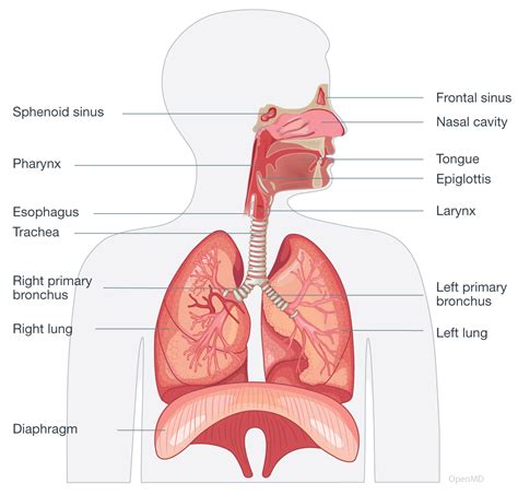 Introduction to Human Respiratory System